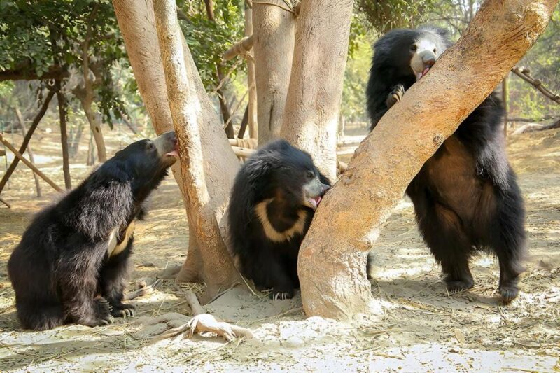 Elephant/Bear Wildlife SOS & Agra Trip by Car - Wildlife SOS Experience