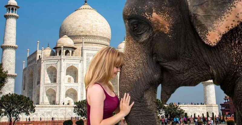 Elephant/Bear Wildlife SOS & Agra Trip by Car - Frequently Asked Questions