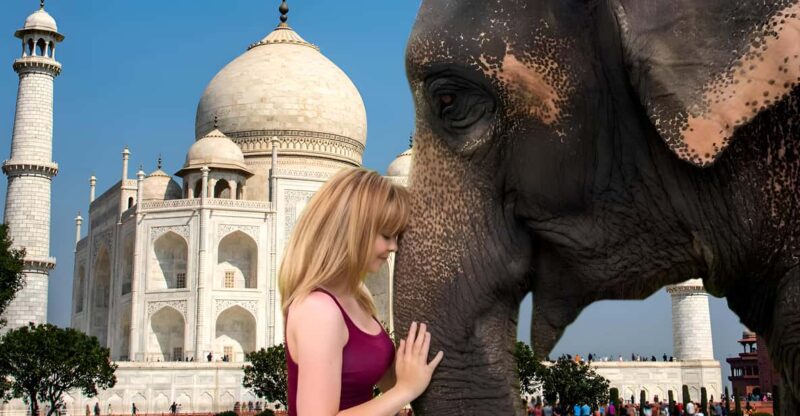 Elephant/Bear Wildlife SOS & Taj Mahal Sunrise Tour by Car - Pickup and Drop-off Information