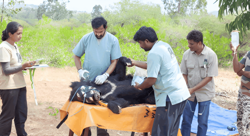 Elephant/Bear Wildlife SOS & Taj Mahal Sunrise Tour by Car - Included Services