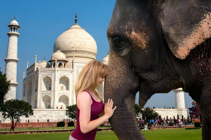 Elephant/Bear Wildlife SOS & Taj Mahal Sunrise Tour by Car - Interact With Rescued Animals