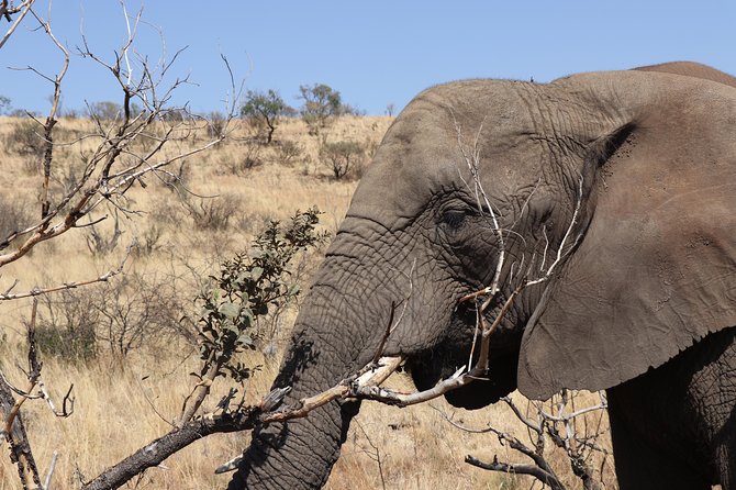 Elephant Experience & Lesedi Cultural Village - Additional Details
