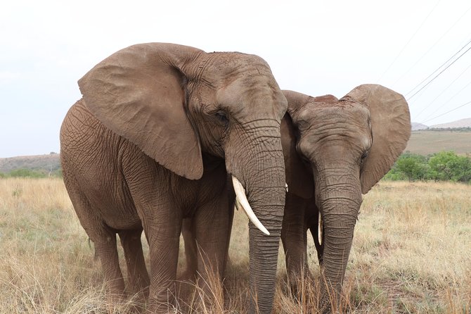 Elephant Experience & Lesedi Cultural Village - Elephant Sightings