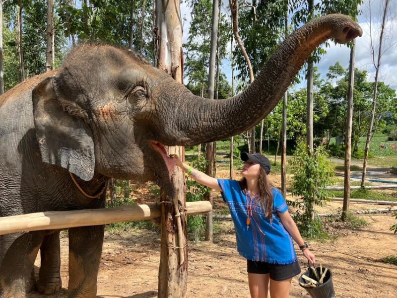 Elephant Experience With Transfers and Thai Food Buffet - Key Points