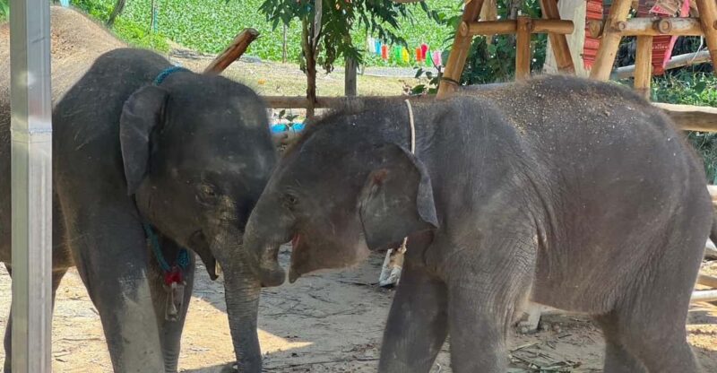 Elephant Experience With Transfers and Thai Food Buffet - Highlights