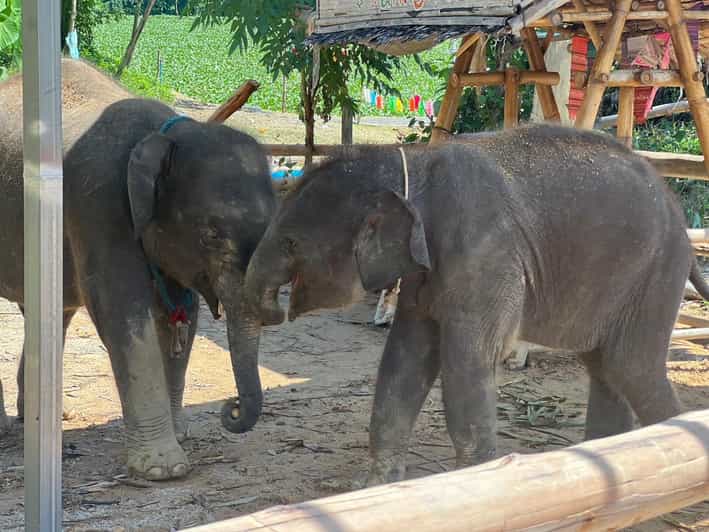 Elephant Experience With Transfers and Thai Food Buffet - Feeding Baby Elephants