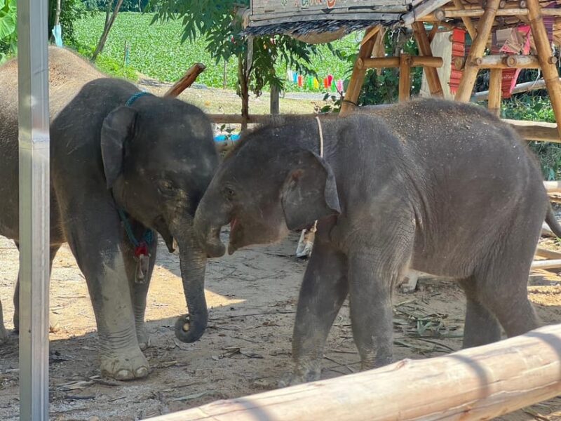 Elephant Experience With Transfers and Thai Food Buffet - Jungle Walk