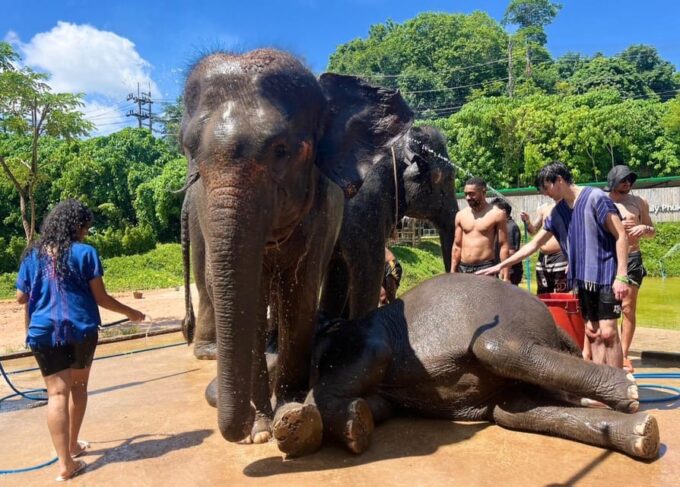 Elephant Experience With Transfers and Thai Food Buffet - Thai Buffet Meal