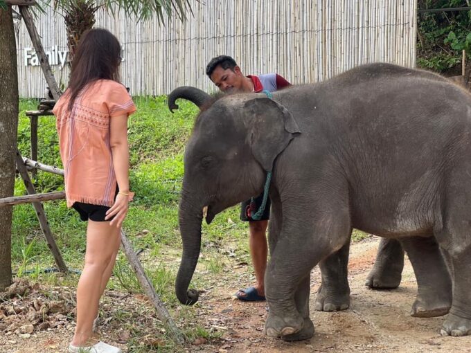 Elephant Experience With Transfers and Thai Food Buffet - Tie-Dye Painting Class