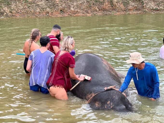 Elephant Experience With Transfers and Thai Food Buffet - Logistics and Inclusions