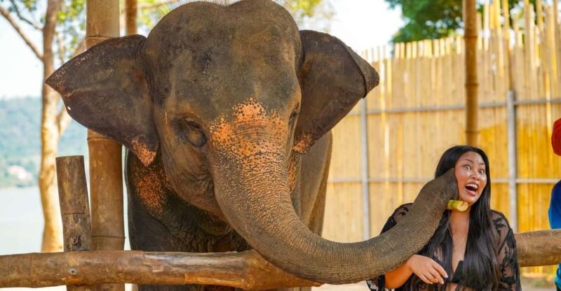 Elephant Feeding Program With Sea View (Feeding Only) - Pricing and Savings