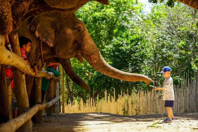 Elephant Feeding Program With Sea View (Feeding Only) - Booking and Cancellation Policy