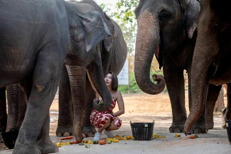 Elephant Feeding Program With Sea View (Feeding Only) - Relaxing in the Natural Environment