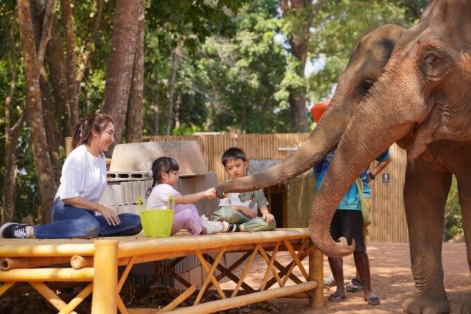 Elephant Feeding Program With Sea View (Feeding Only) - Learning About Thai Elephant Care