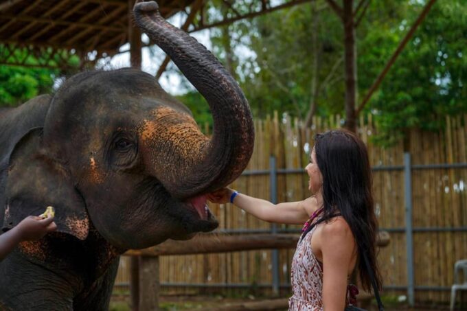 Elephant Feeding Program With Sea View (Feeding Only) - Elephant Welfare and Conservation Efforts