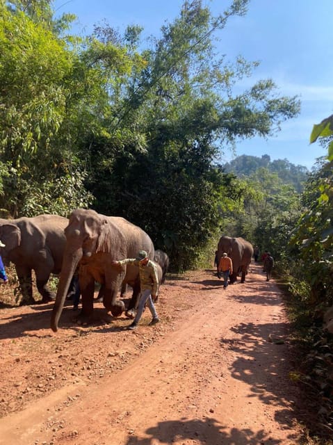Elephant Home Sanctuary in Muang Thong Sayaboury Laos - Local Cooking Experience