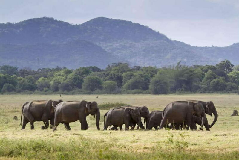Elephant Jeep Safari at Minneriya National Park - Key Points
