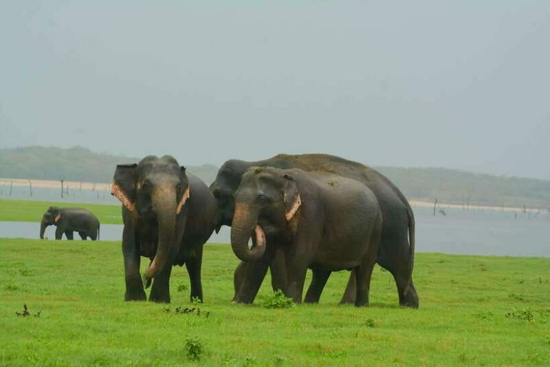 Elephant Jeep Safari at Minneriya National Park - What To Expect from Your Minneriya Safari