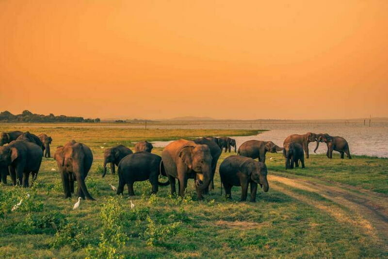 Elephant Jeep Safari at Minneriya National Park - What Makes This Tour a Great Value
