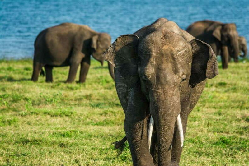 Elephant Jeep Safari at Minneriya National Park - The Experience for Photographers and Wildlife Enthusiasts