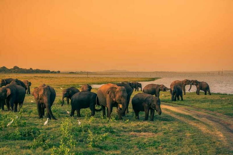 Elephant Jeep Safari at Minneriya National Park - Authentic Experiences & Genuine Reviews