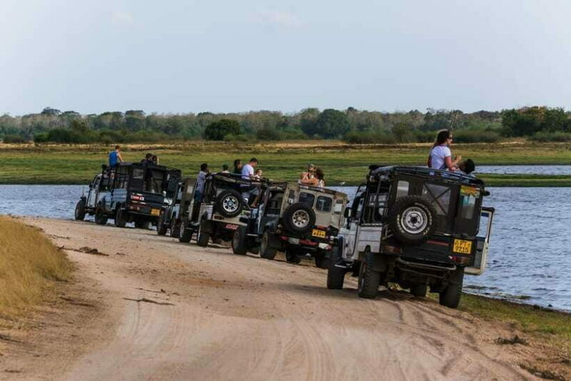 Elephant Jeep Safari at Minneriya National Park - Final Thoughts: Who Should Consider This Safari?