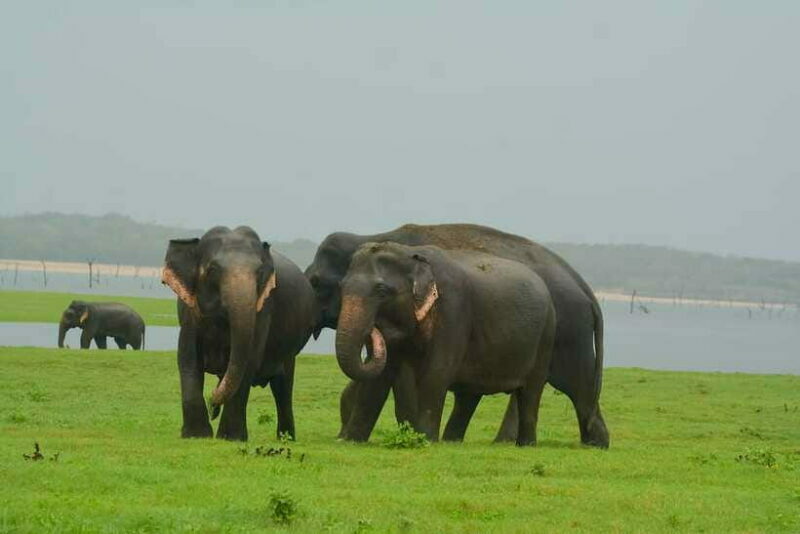 Elephant Jeep Safari at Minneriya National Park - FAQ
