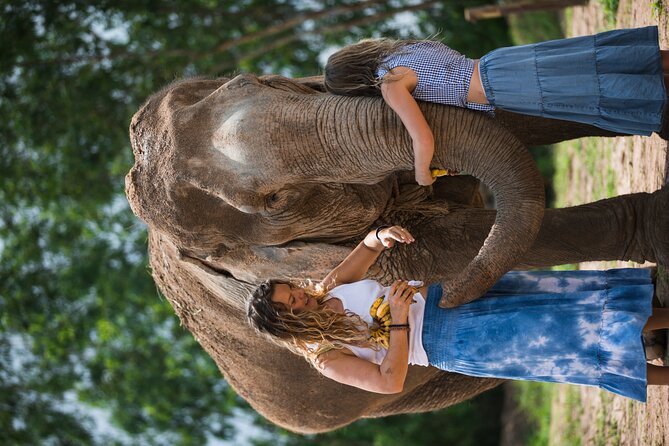 Elephant Jungle Sanctuary: Half Day Morning Program - Interacting With the Elephants