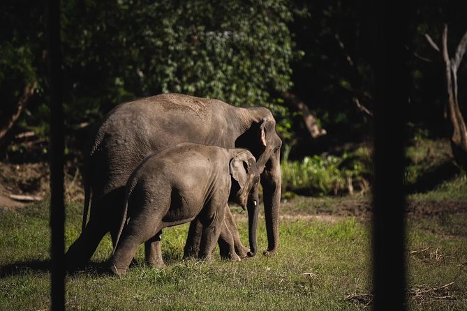 Elephant Jungle Sanctuary: Half Day Morning Program - Convenient Transportation Options