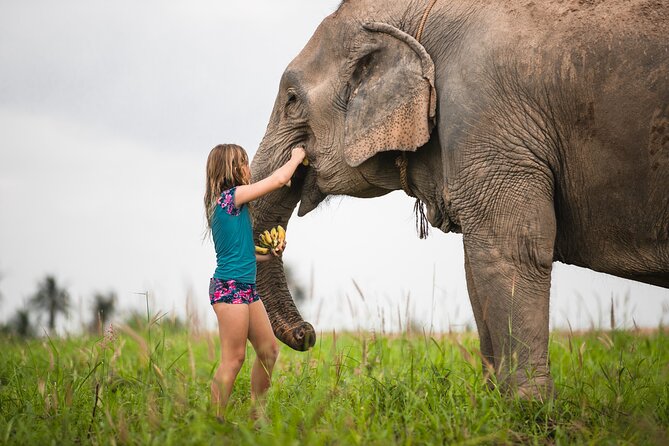 Elephant Jungle Sanctuary: Half Day Morning Program - Accessibility and Accommodations