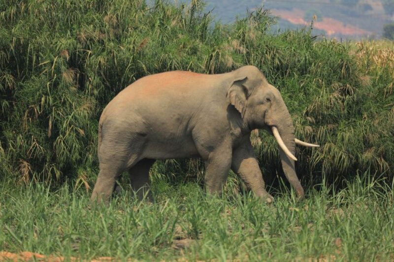 Elephant Keeper Experience With Kuangsi Waterfall Day Tour - Itinerary Details