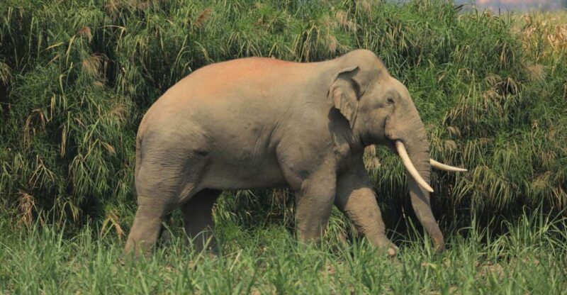 Elephant Keeper Experience With Kuangsi Waterfall Day Tour - Elephant Interaction