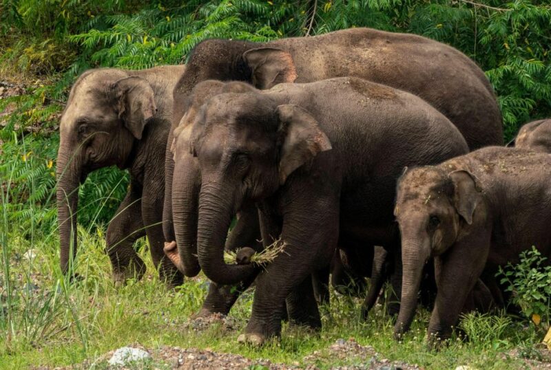 Elephant Keeper Experience With Kuangsi Waterfall Day Tour - Transportation and Inclusions