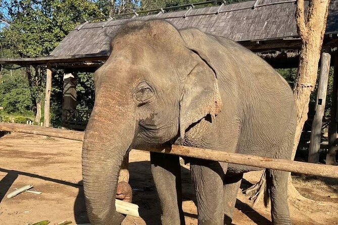 Elephant Keeper Programs With Kuang Si Waterfall in Laos - Highlights of the Elephant Keeper Experience