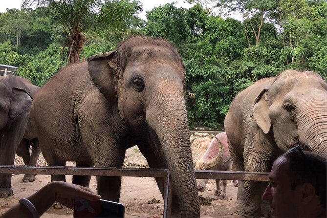 Elephant Keeper Programs With Kuang Si Waterfall in Laos - Interacting With the Elephants