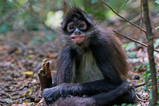 Elephant & Monkey Sanctuary Tour From Johannesburg - Meeting and Pickup Details