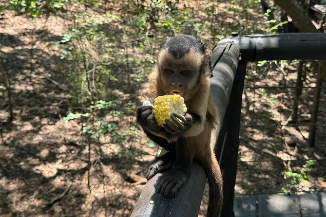 Elephant & Monkey Sanctuary Tour From Johannesburg - Monkey and Lemur Encounters