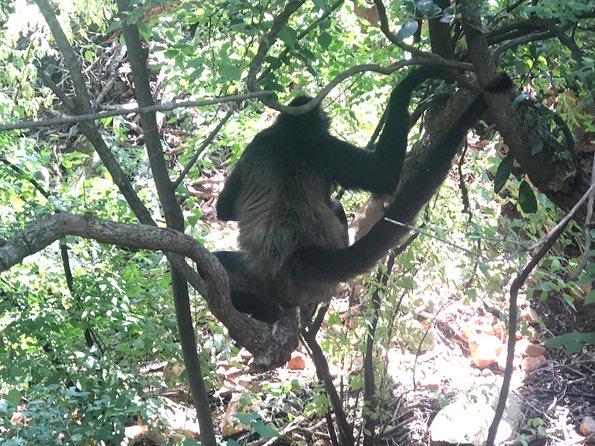 Elephant & Monkey Sanctuary Tour From Johannesburg - Preparing for the Tour