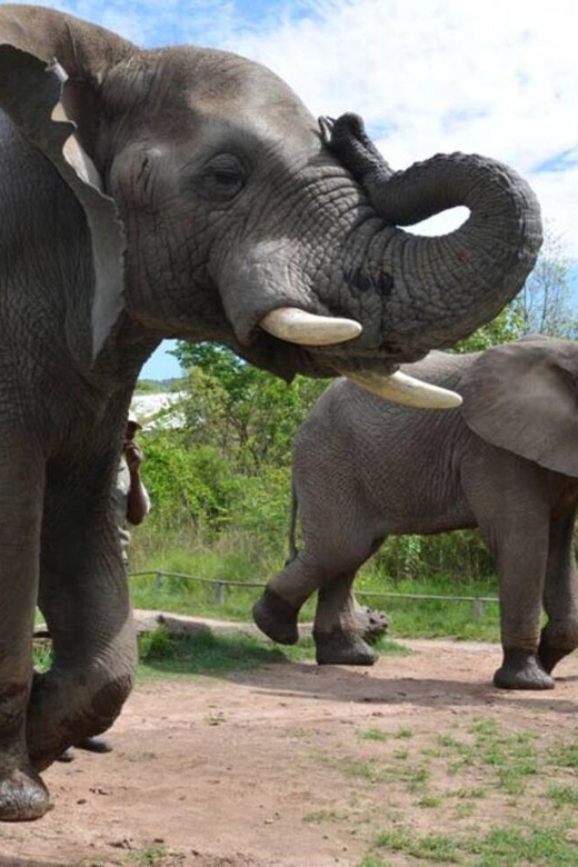 Elephant & Monkey Santuary With Lion Park Tour - Itinerary Details