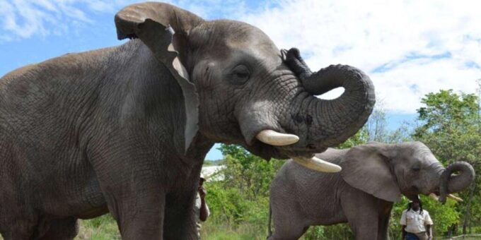 Elephant & Monkey Santuary With Lion Park Tour - Monkey Sanctuary Tour
