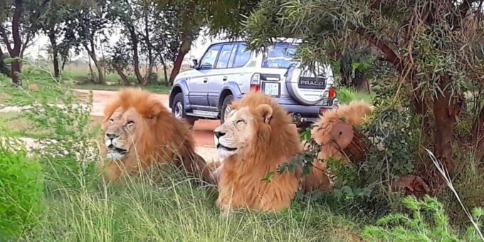 Elephant & Monkey Santuary With Lion Park Tour - Frequently Asked Questions