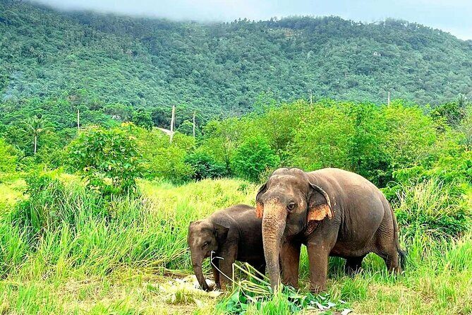 Elephant Nature Care, the largest elephant sanctuary on Koh Samui - Key Points