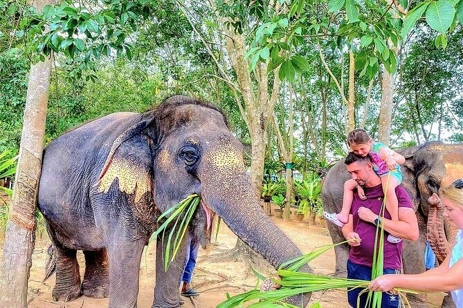 Elephant Nature Care, the largest elephant sanctuary on Koh Samui - Why This Tour Offers Real Value