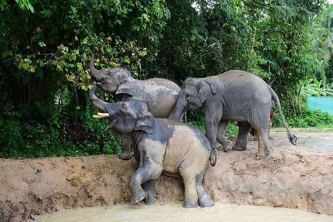 Elephant Nature Care, the Largest Elephant Sanctuary on Koh Samui - Observing Elephants in Their Habitat