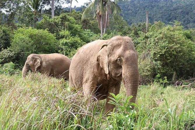 Elephant Nature Care, the Largest Elephant Sanctuary on Koh Samui - Exceptional Reviews and Recognition
