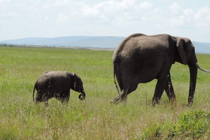 Elephant Orphanage and Giraffe Center Day Tour in Nairobi - Meeting and Pickup