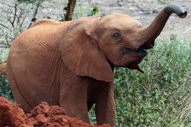 Elephant Orphanage, Giraffe Centre& Optional Nairobi Nationalpark - Additional Information