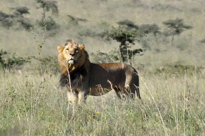 Elephant Orphanage, Giraffe Centre& Optional Nairobi Nationalpark - Cancellation Policy & Pricing