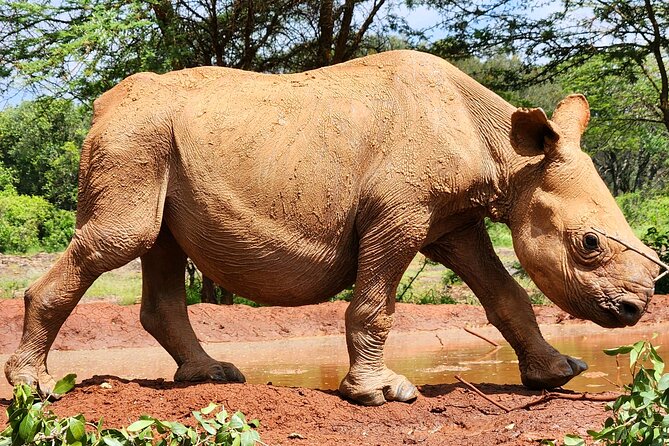 Elephant Orphanage, Giraffe Centre& Optional Nairobi Nationalpark - Giraffe Centre