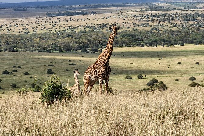 Elephant Orphanage, Giraffe Centre& Optional Nairobi Nationalpark - Nairobi National Park